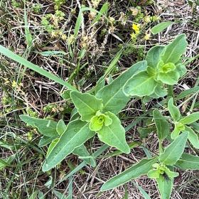 Photo of the plant species Mirabilis Nyctaginea by @PlayfulLemon named Khaleesi on Greg, the plant care app