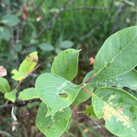 Photo of the plant species Black Chokeberry by @PlayfulLemon named Lebron on Greg, the plant care app