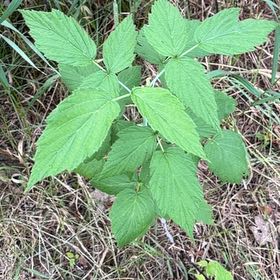 Photo of the plant species Black Raspberry by @PlayfulLemon named Sahara on Greg, the plant care app
