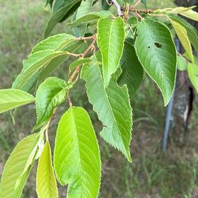 Photo of the plant species Japanese Flowering Cherry by @PlayfulLemon named Demi on Greg, the plant care app