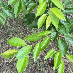Photo of the plant species Japanese Flowering Cherry by @PlayfulLemon named Morgan Treeman on Greg, the plant care app