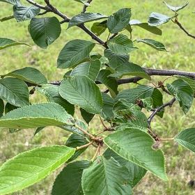 Photo of the plant species Sour Cherry by @PlayfulLemon named Muhammad Ali on Greg, the plant care app