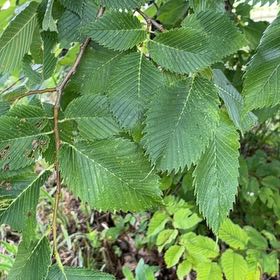 Photo of the plant species American Elm by @PlayfulLemon named Anne on Greg, the plant care app
