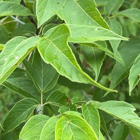 Photo of the plant species Manitoba Maple by @PlayfulLemon named Queen on Greg, the plant care app
