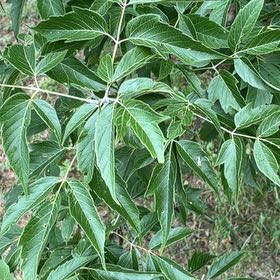 Photo of the plant species Manitoba Maple by @PlayfulLemon named Miley on Greg, the plant care app