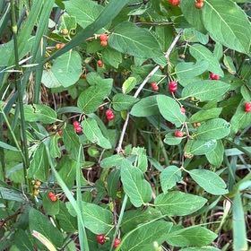 Photo of the plant species Morrow's Honeysuckle by @PlayfulLemon named Rainier on Greg, the plant care app