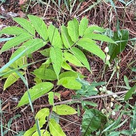 Photo of the plant species Varnish Tree by @PlayfulLemon named Huckleberry Fern on Greg, the plant care app