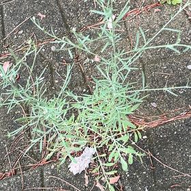 Photo of the plant species California-Fuchsia by @PlayfulLemon named Orwell on Greg, the plant care app