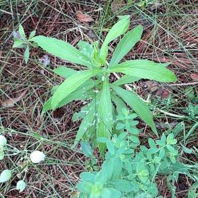 Photo of the plant species Daisy by @PlayfulLemon named Coco on Greg, the plant care app