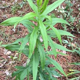 Photo of the plant species Rough Canada Goldenrod by @PlayfulLemon named Hemingway on Greg, the plant care app