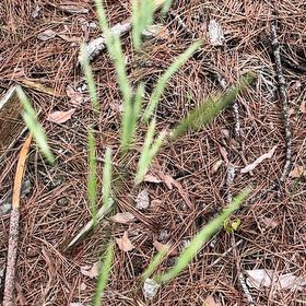 Photo of the plant species Drooping Brome by @PlayfulLemon named Sol on Greg, the plant care app