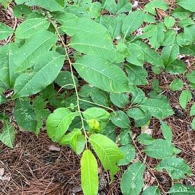 Photo of the plant species Common Persimmon by @PlayfulLemon named Harmony on Greg, the plant care app