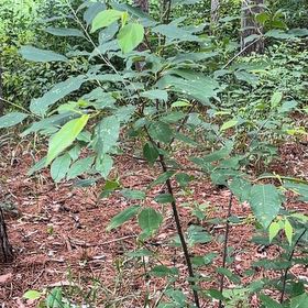 Photo of the plant species Portugal Laurel by @PlayfulLemon named Navajo on Greg, the plant care app