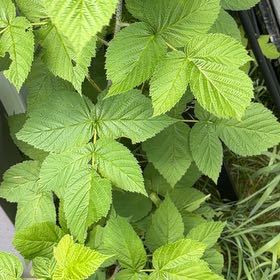 Photo of the plant species European Red Raspberry by @PlayfulLemon named Ulysses S Plant on Greg, the plant care app