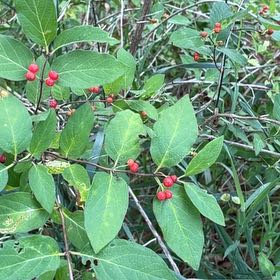 Photo of the plant species Morrow's Honeysuckle by @PlayfulLemon named Taylor Swift on Greg, the plant care app
