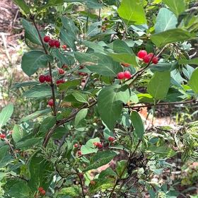 Photo of the plant species Tatarian Honeysuckle by @PlayfulLemon named Fernie Saunders on Greg, the plant care app
