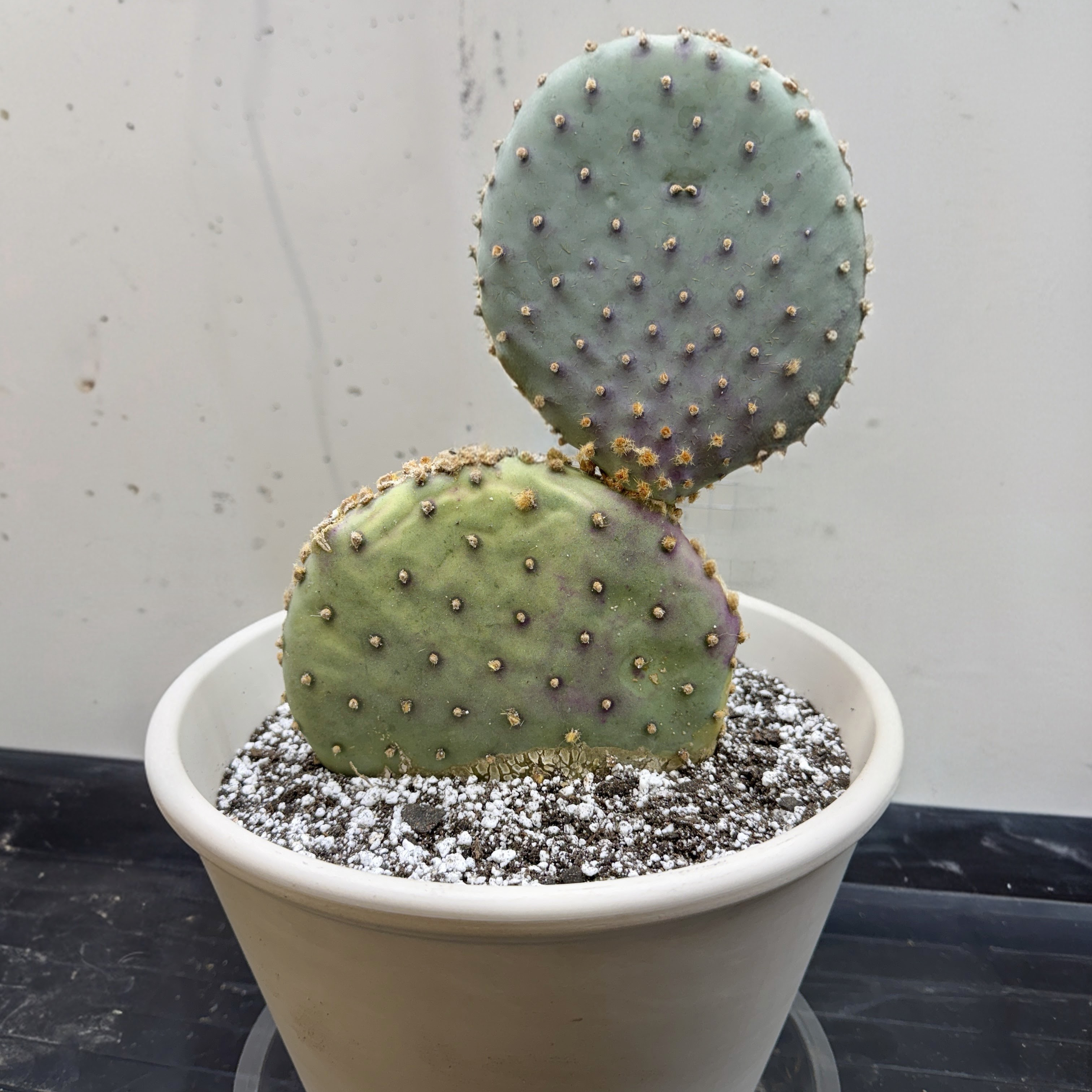 Photo of the plant species Santa Rita Prickly Pear by @CalmingAlfalfa named Aristotle on Greg, the plant care app
