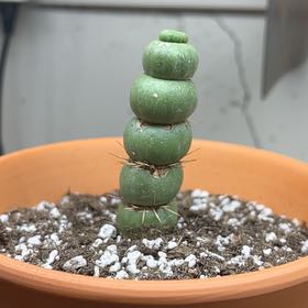 Photo of the plant species Eulychnia castanea var. varispiralis by @CalmingAlfalfa named Rainbow on Greg, the plant care app