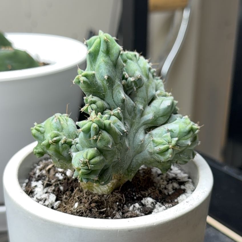 Photo of the plant species Crested Myrtillocactus by @CalmingAlfalfa named Dino on Greg, the plant care app