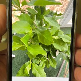 Photo of the plant species Ann Magnolia by @CalmingAlfalfa named Bodhi on Greg, the plant care app