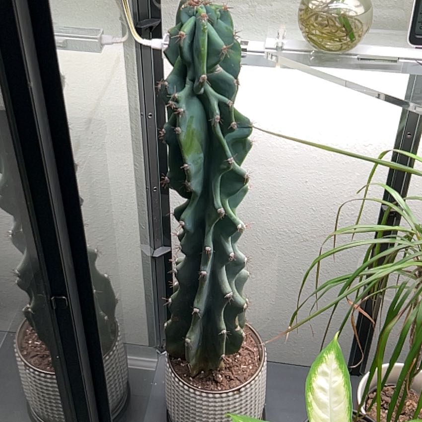 Photo of the plant species Apple Cactus by @HappyPlantLadyy named Denali on Greg, the plant care app