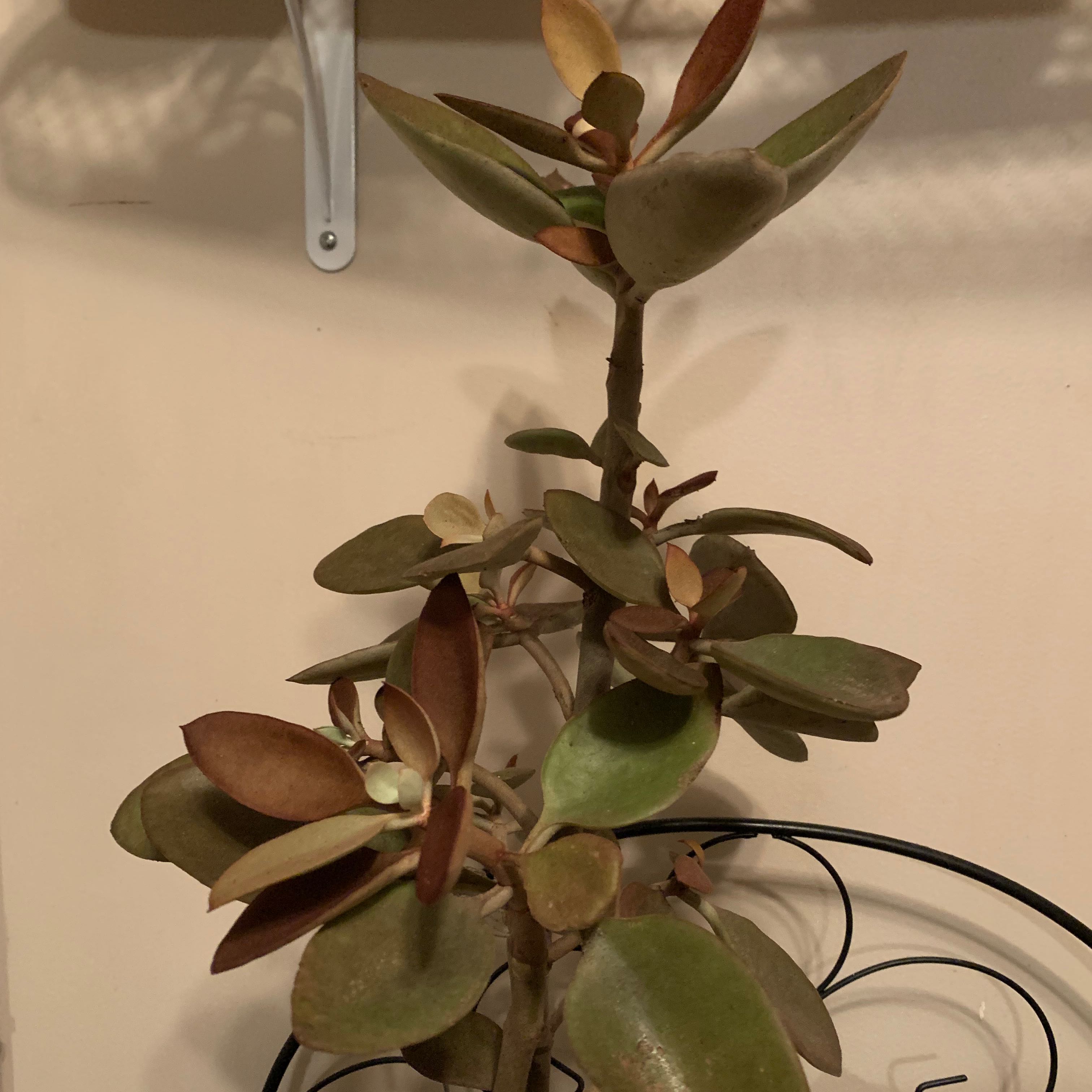 Copper Spoons plant with thick, spoon-shaped leaves in green and copper hues.