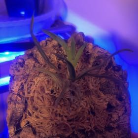 Photo of the plant species Tolumnia Orchid by @MeekBlackgem named Leaf Erickson on Greg, the plant care app