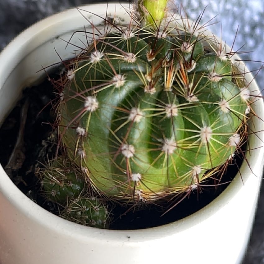 Photo of the plant species Cactus by @KinglyArnoseris named Miley on Greg, the plant care app