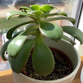 Tree Diddy | A plant by @OptimalTupeia on Greg