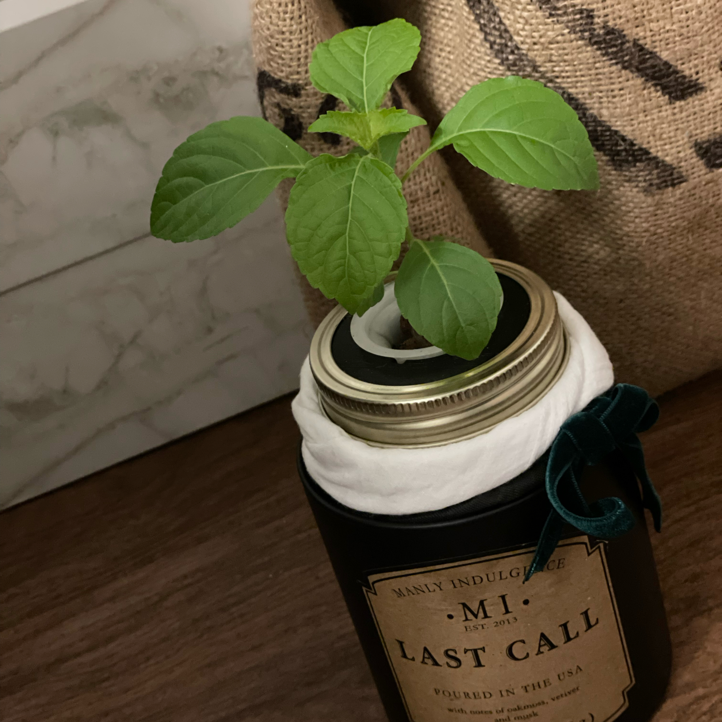 Photo of the plant species African Basil by @PoshBoglaurel named Nino on Greg, the plant care app