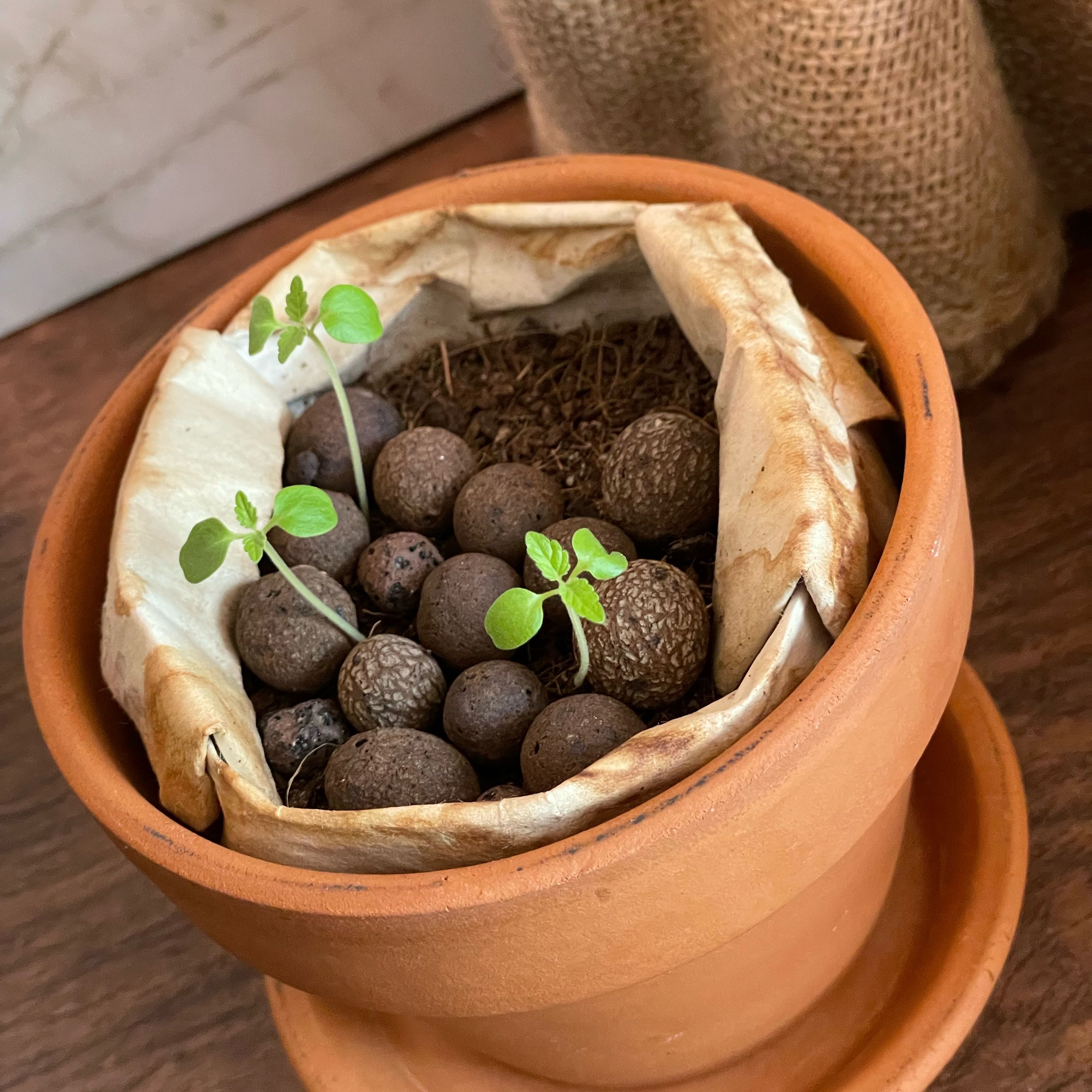 Photo of the plant species Klip Dagga by @PoshBoglaurel named Terra on Greg, the plant care app