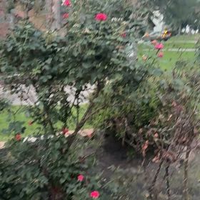 Photo of the plant species Beach Rose by @AwakeSwampbay named Delilah on Greg, the plant care app