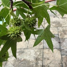 Photo of the plant species American Sweetgum by @AwakeSwampbay named Bodhi on Greg, the plant care app