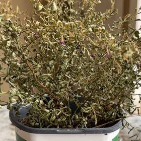 Photo of the plant species Hawaiian Heather by @AwakeSwampbay named LiloStitch on Greg, the plant care app