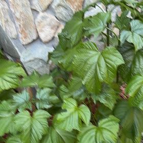 Photo of the plant species Pagoda Flower by @haleybare named Willow on Greg, the plant care app