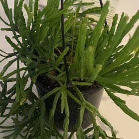 Photo of the plant species Jungle Cactus by Leah named Navajo on Greg, the plant care app