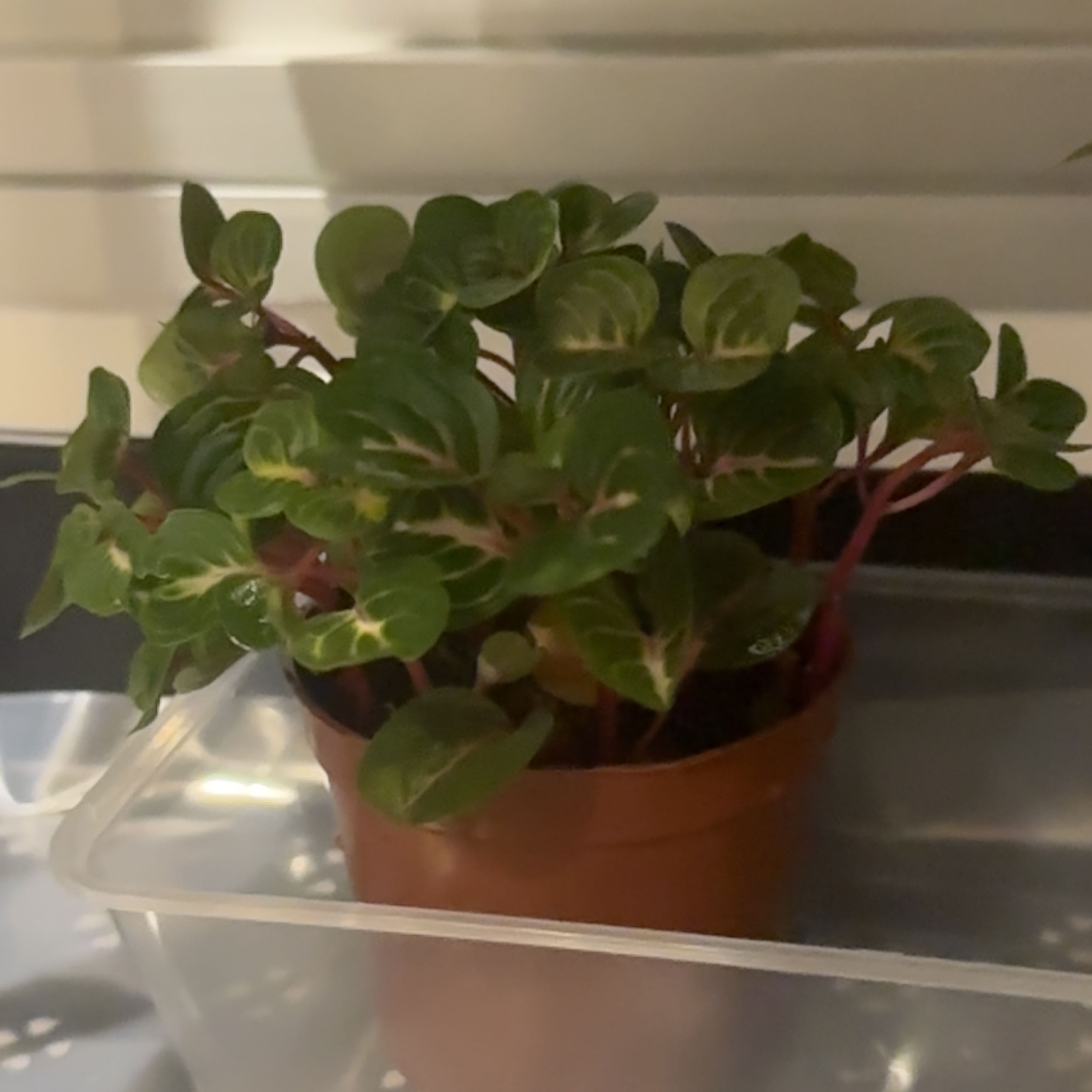 Photo of the plant species Chicken Gizzard by @WiseRosequartz named Drake on Greg, the plant care app