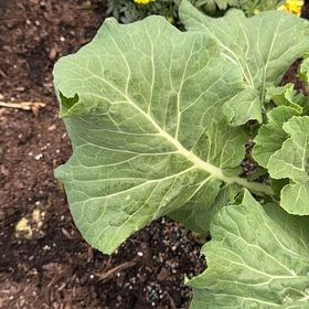 Photo of the plant species Tree Collard by @LovableFilbert named Nithin on Greg, the plant care app