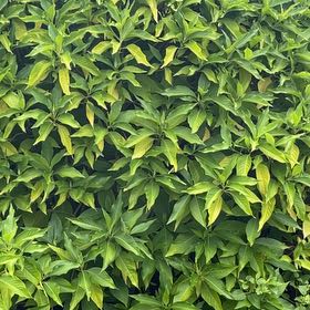 Photo of the plant species Sapote by @JovialAgboy named Duke on Greg, the plant care app