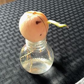 Photo of the plant species Avocado by @BonsaiSuki named Guac on Greg, the plant care app