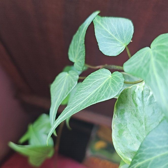 Photo of the plant species Persian Ivy by @LitheRedalder named Baesil on Greg, the plant care app