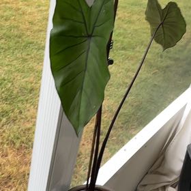 Photo of the plant species Coffee Cups by @GaietyNapaea named Peter Parker on Greg, the plant care app