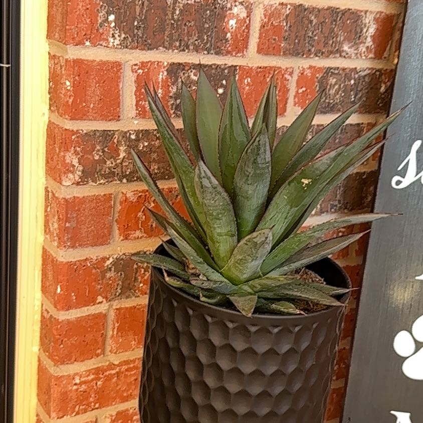 Coastal Agave plant in a pot against a brick wall, appears healthy.