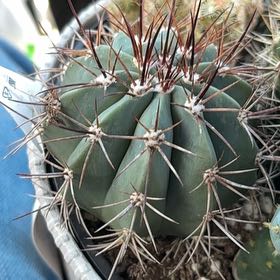 Photo of the plant species Scarlet Hedgehog Cactus by @SensiblePhalsa named Sproutacus on Greg, the plant care app