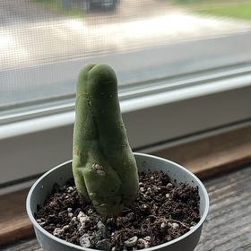 Photo of the plant species Penis Cactus by @SensiblePhalsa named Peter on Greg, the plant care app