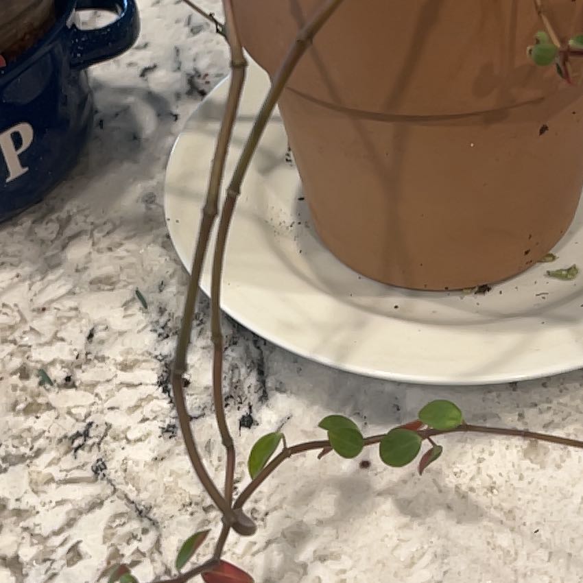Photo of the plant species Peperomia verticillata 'Red Log' by @ImpartialMoss named Bruce Lee on Greg, the plant care app