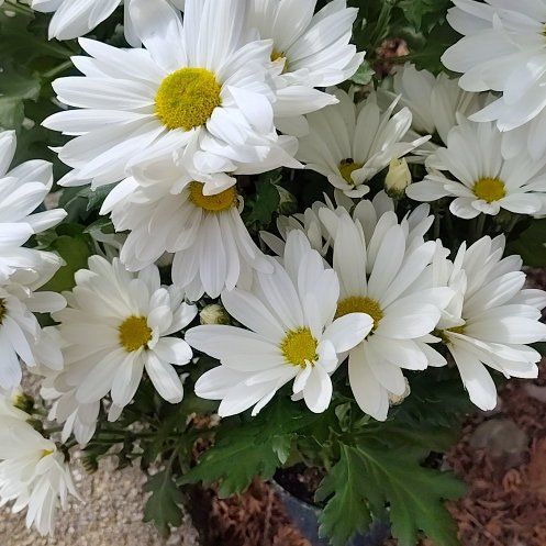 Photo of the plant species Max Chrysanthemum by @ForemostSoursop named Pax on Greg, the plant care app