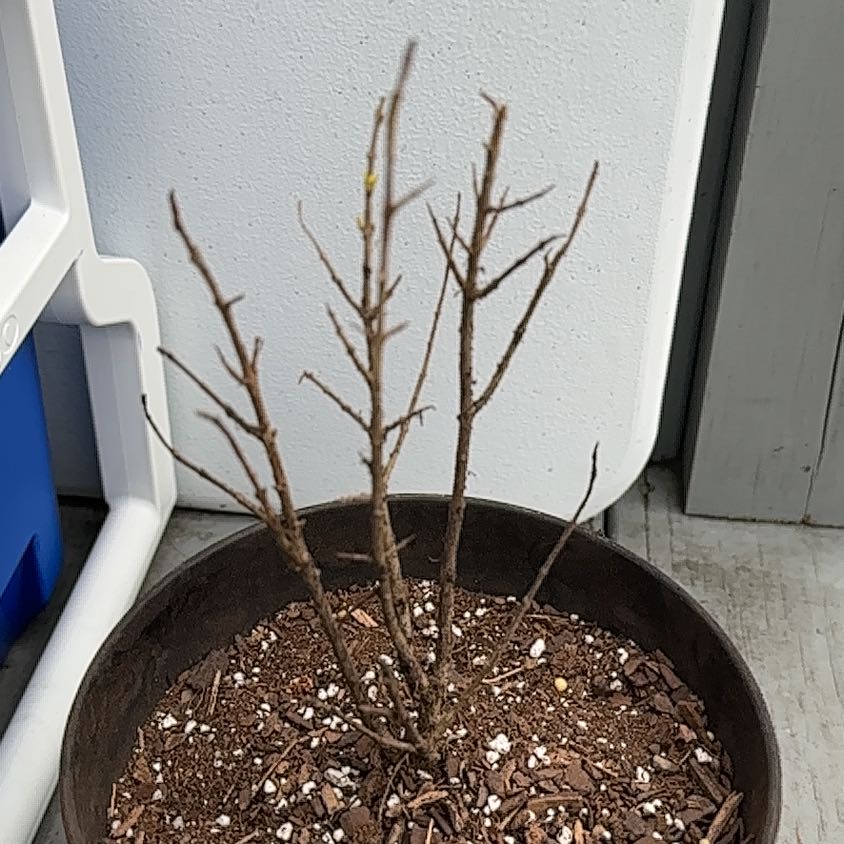 Photo of the plant species Wonderful Pomegranate by @SirGreggspine named polnagranate on Greg, the plant care app