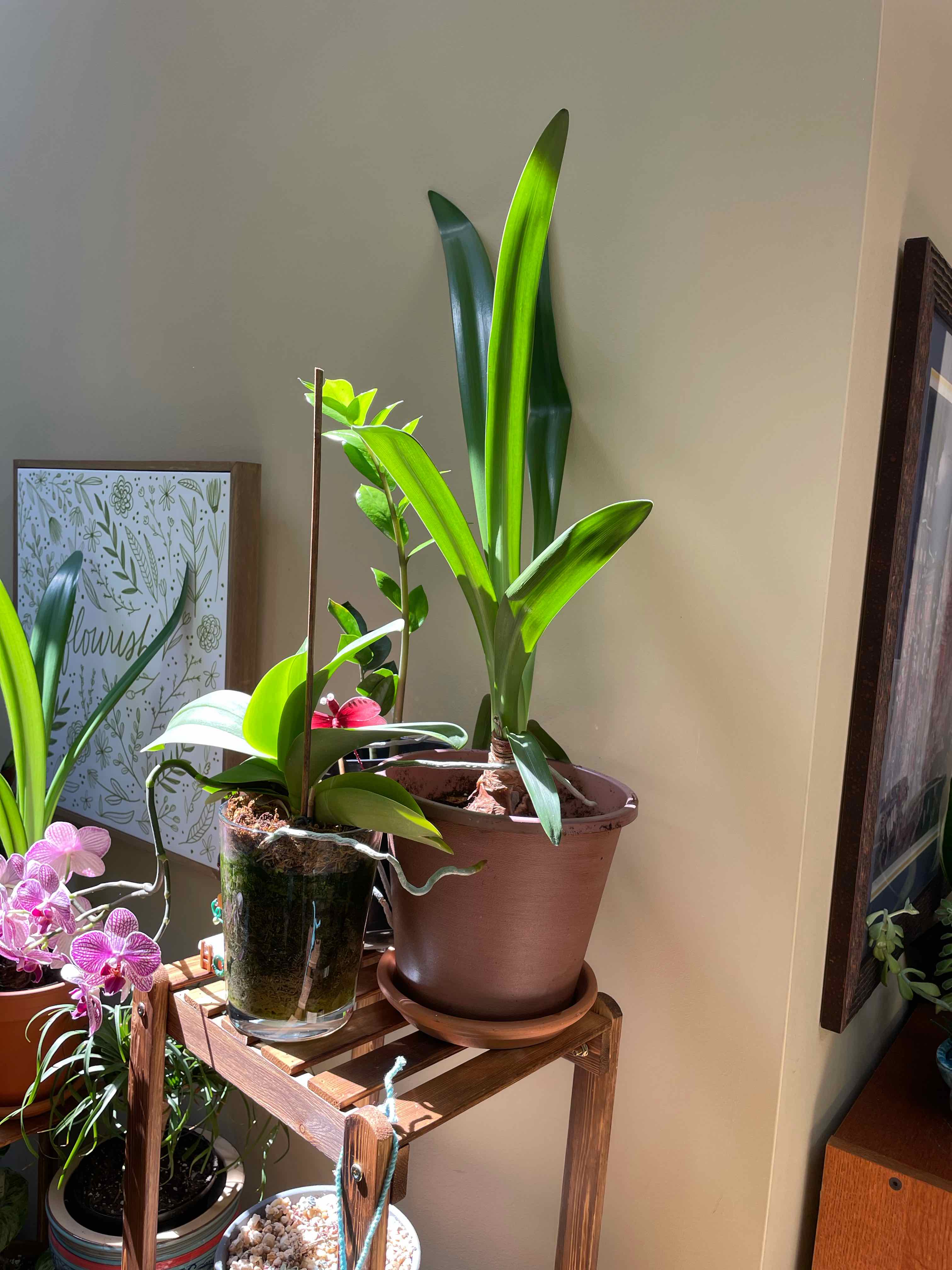 Healthy plant with long green leaves and flowers in a pot, well-lit and thriving.