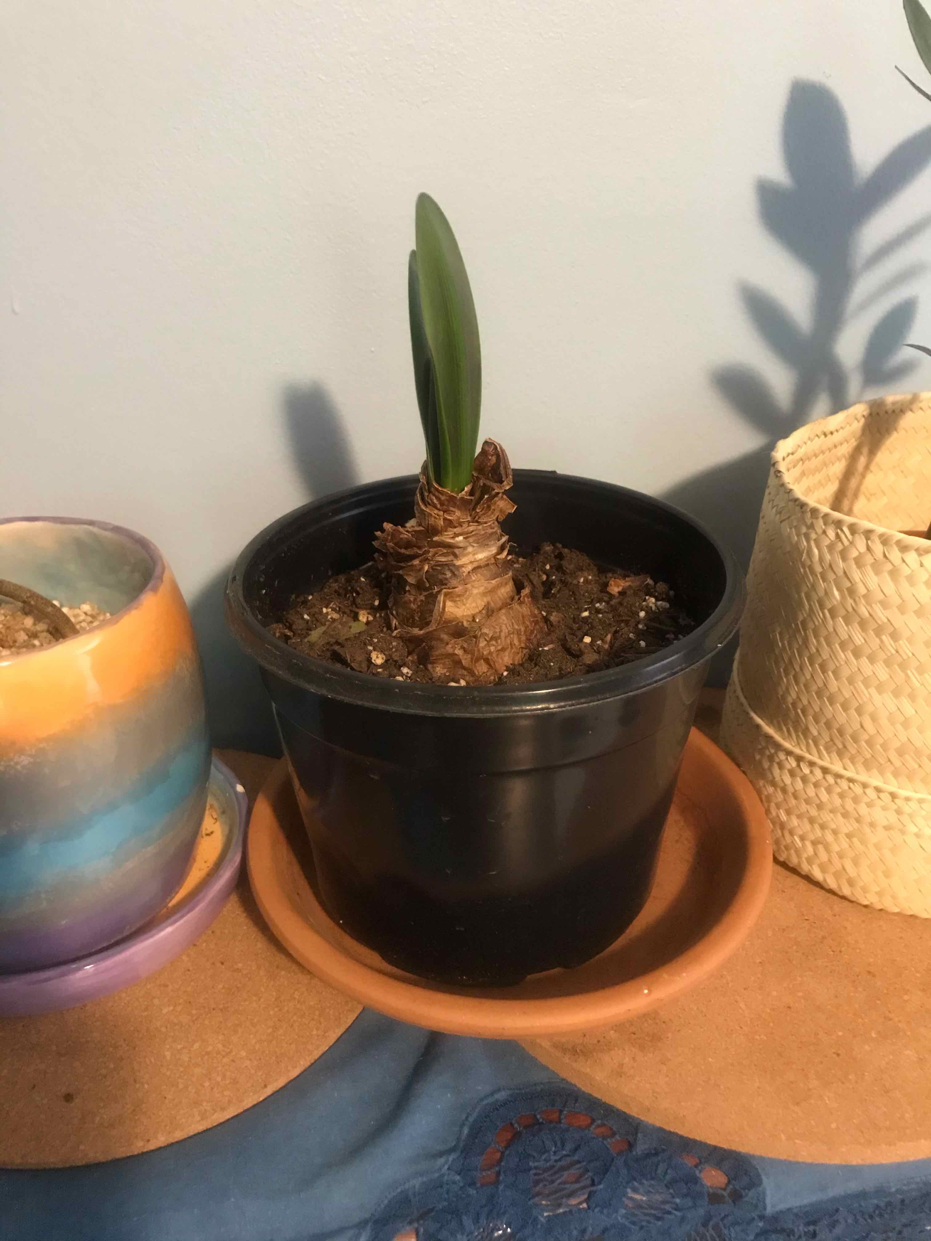 Young Bush Lily plant in a black pot with green leaves emerging from a bulbous base.